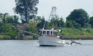 Trawlers on the Clarence