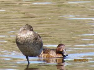 freckled-duck-1