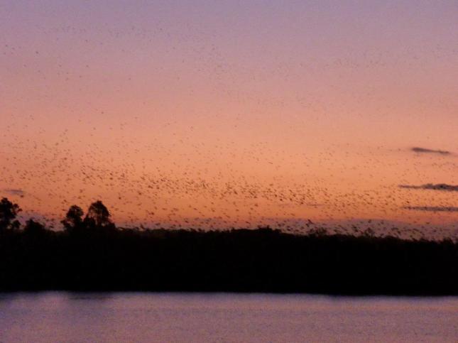 A cloud of Flying Foxes