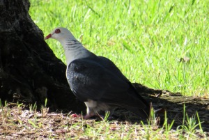 Pigeon White-headed